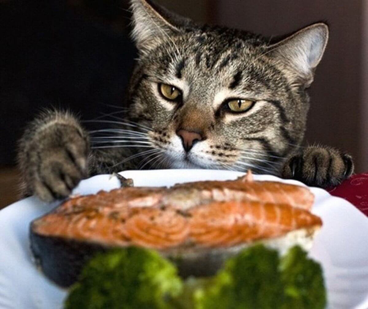 Кошки во время еды. Кот ворует еду. Еда для кошек. Кот ворует со стола. Кот крадет еду.